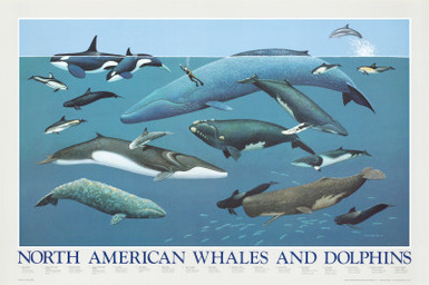 North American Whales and Dolphins