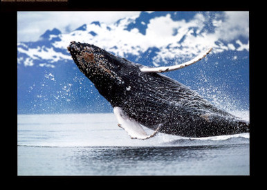 Northern Humpback Whale