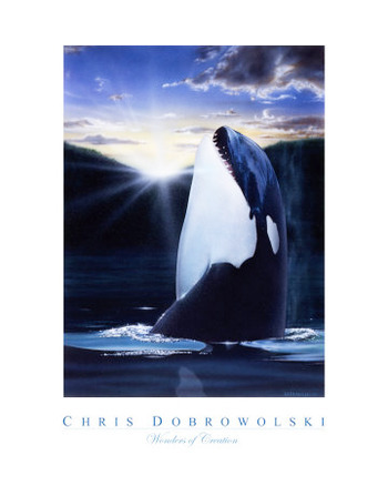 Wonders of Creation - Whale Series I