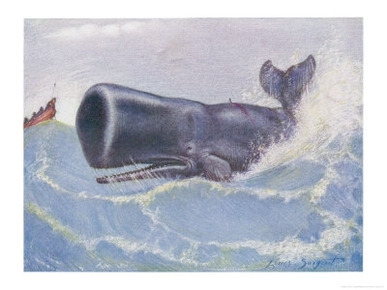 Sperm Whale Physeter Macrocephalus