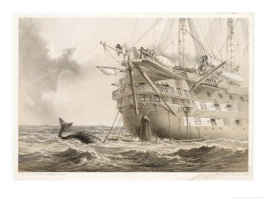 The First Unsuccessful Cable is Laid by Hms Agamemnon: an Inquisitive Whale Crosses the Line