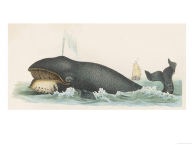 Whale, c.1870