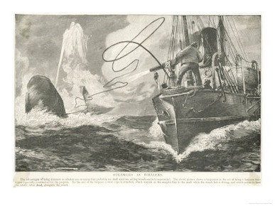 Whale Captured by a Steamship