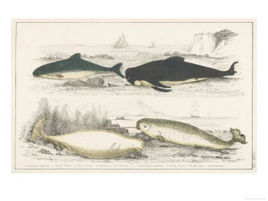 Four Different Whales Including the Porpoise Ca'Ing Whale White Whale and the Narwhal