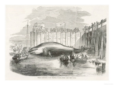 Whale Captured in the Thames at Grays Essex