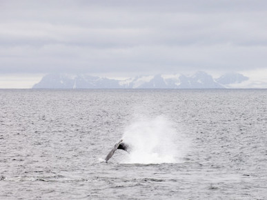Whale Near Livingston Island, South Shetland Islands, Antarctica, Polar Regions