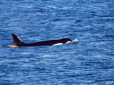 Killer Whale (Orcinus Orca) Swimming Near Sea Lion Island, Falkland Islands, South Atlantic