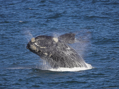 Southern Right Whale, Eubalaena Australis, Hermanus, South Africa, Africa