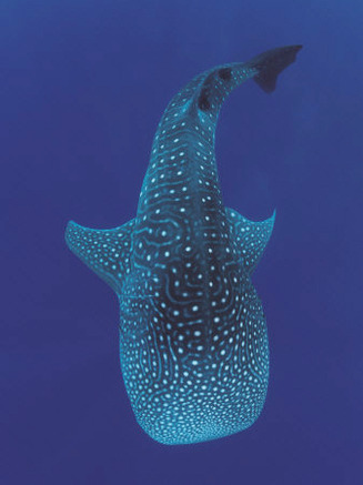 Whale Shark, Sulu-Sulawesi Seas, Indo-Pacific