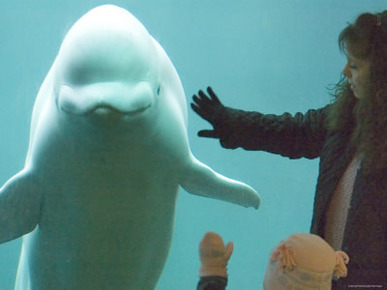 Beluga Whale, Point Defiance Zoo, Tacoma, Washington