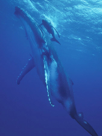 Humpback Whale and Calf, Tonga, South Pacific