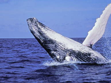 Humpback Whale Breaching, Dominican Republic, Caribbean