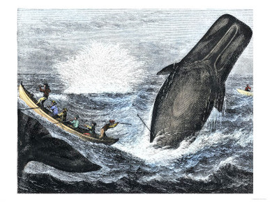 Whale Struck by a Harpoon While Breaching, c.1800