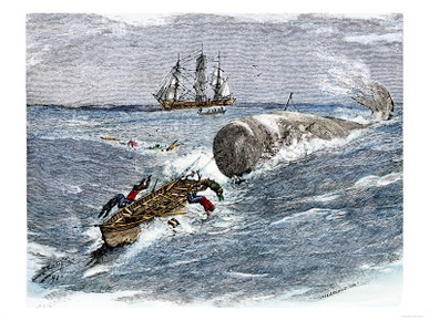 Angry Whale Chasing a Harpoon Boat