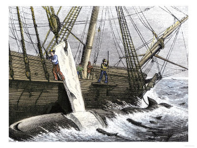 Whalers Removing Blubber from a Dead Whale