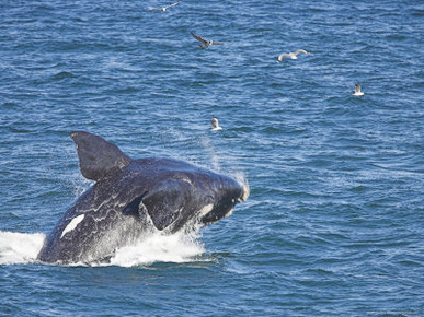 Southern Right Whale, Eubalaena Australis, Hermanus, South Africa