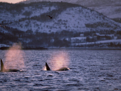 Killer Whales Spouting, Tysfjord, Norway