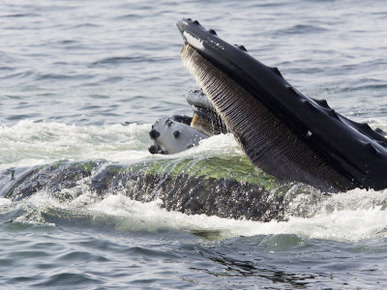 Humpback Whales Surface Feeding on Sand Eels, Massachusetts