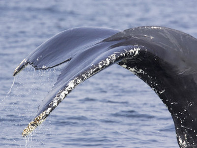 Closeup of a Humpback Whale's Tail, Massachusetts
