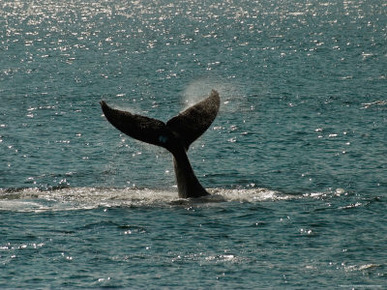 Humpback Whale Lifts its Fluke, Alaska