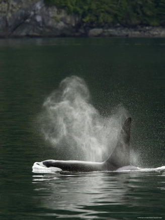 Blow of a Killer Whale as It Surfaces