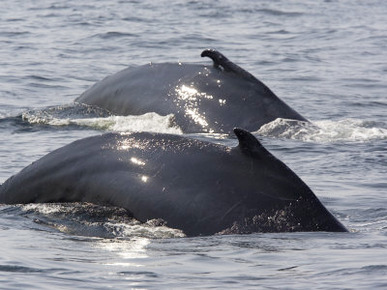 Two Humpback Whales Swim in Unison, Massachusetts