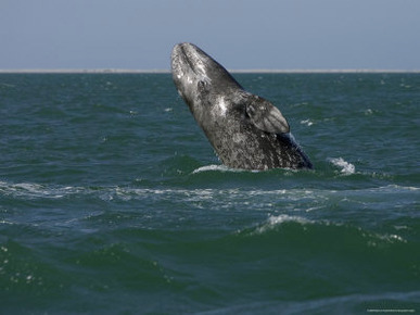 California Gray Whale Calf, San Ignacio Lagoon,Baja California, Mexico