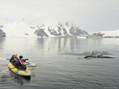 Kayak and Humpback Whale