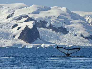 Humpback Whale Shows its Fluke, Paradise Bay, Antarctica