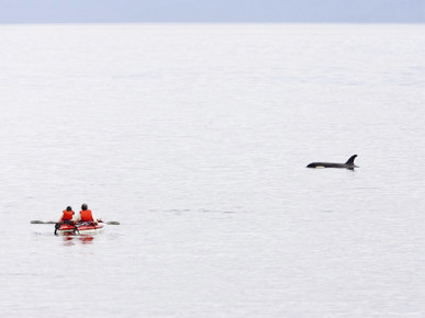 Kayakers Watch a Passing Killer Whale