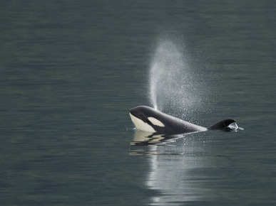 Killer Whale Calf Blows as It Surfaces