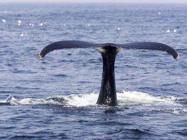 Humpback Whale Swimming in Massachusetts Bay