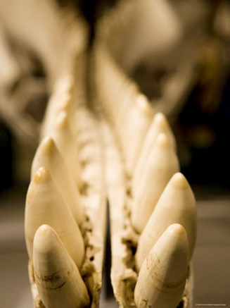 Closeup of the Teeth of a Sperm Whale in the Lower Jaw, Massachusetts