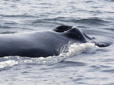 Closeup of a Humpback Whale Breathing, Massachusetts