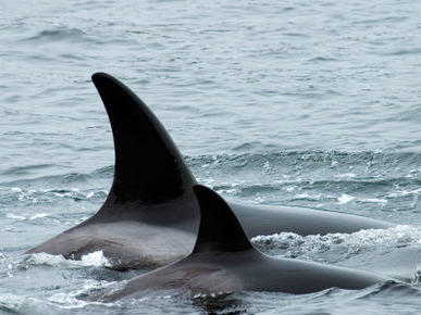 Killer Whales in Johnstone Strait near Vancounver Island