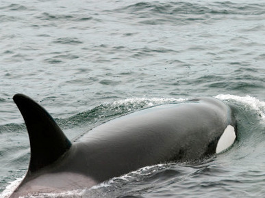 Killer Whale in Johnstone Strait near Vancounver Island