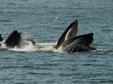 Humpback Whales Feeding in Chatam Strait, Southeast Alaska, United States