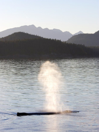 Humpback Whale Blows at Sunset, Alaska