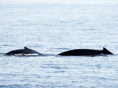 Humpback Whale Female Traveling with Calf, Massachusetts