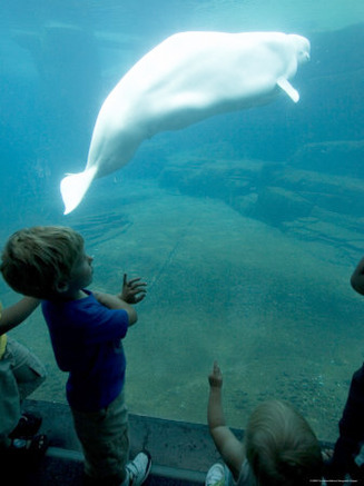 Kids Watch a Captive Beluga Whale