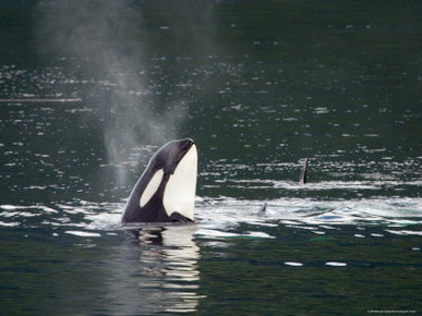 Spyhop Behavior, Killer Whale in Johnstone Strait near Vancounver Island, British Columbia, Canada
