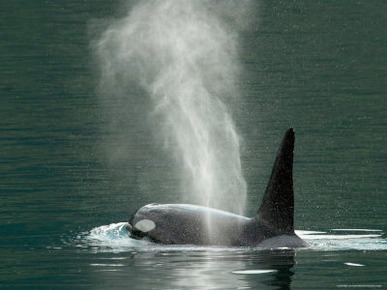 Killer Whale in Johnstone Strait near Vancounver Island, British Columbia, Canada