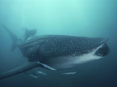 Whale Shark, 35 ft Long and Surrounded by Pilot Fish, Cruises for Krill with Open Mouth, Australia