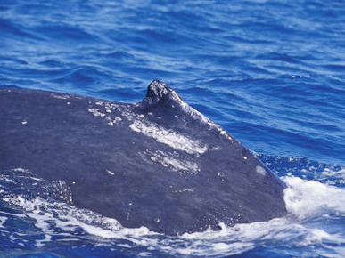The Dorsal Fin of a Vulnerable Southern Humpback Whale Diving Deep, Australia