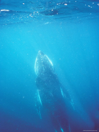 Southern Humpback Whale Calf Underwater Surfacing to Breathe, Australia