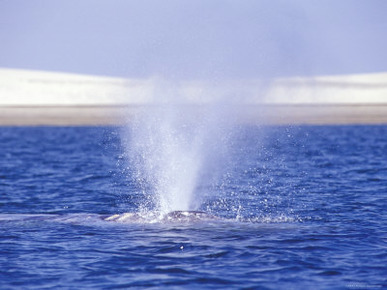 Spouting California Gray Whale