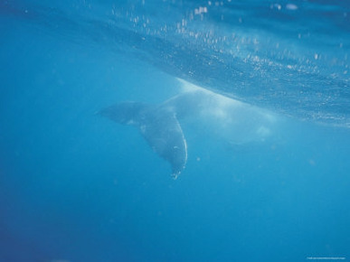 Southern Humpback Whale Calf's Tail Flukes Underwater, near Surface, Australia
