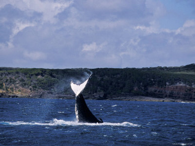 Humpback Whale Displays its Tail Flukes against a Ruggered Coastline, Australia