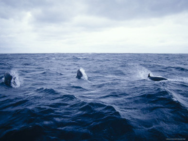 False Killer Whales Leaping and Breaching on a Stormy Ocean Surface, Australia