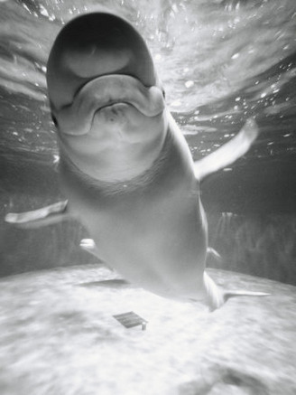 Beluga Whale Swimming in Water